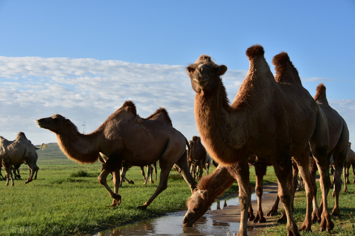 驼奶厂家解析驼奶剩余的奶量是否够小骆驼喝？