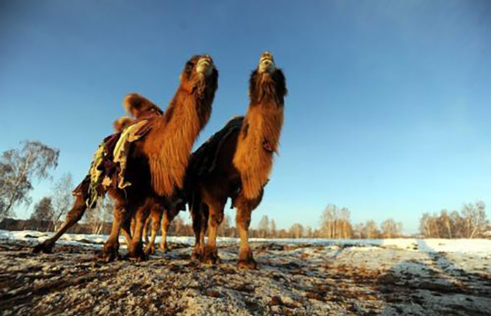 驼奶粉厂家驼可汗现身揭秘驼奶没有膻味的秘密