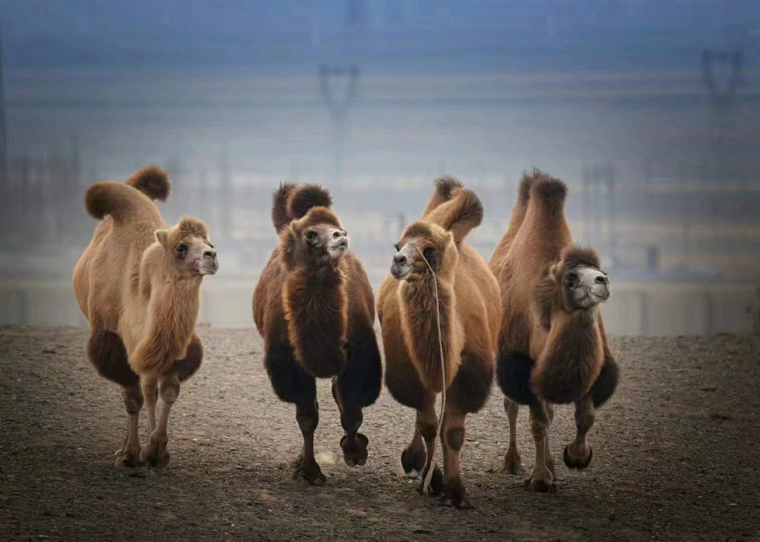 驼可汗·驼奶厂家讲解骆驼挤奶方式